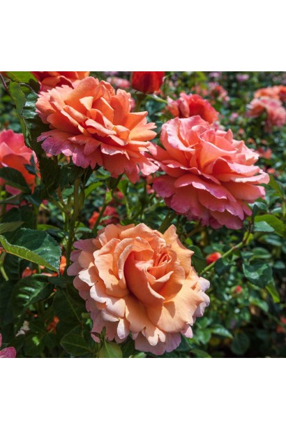 Троянда Ізі Даз Іт  - гофровані пелюстки